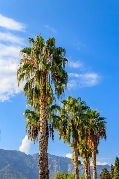 istock Trachycarpus fortunei (Chusan palm or windmill palm) against blue sky 1303793596