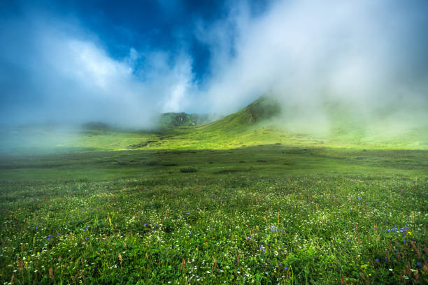 Green summer meadow in the mountains