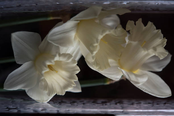 istock White blossom daffodil isolated on the black background. 1303796199