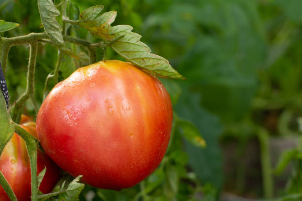 istock Ripe tomato growing on bush in the garden 1303797228