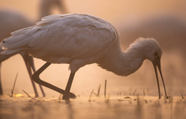 istock Eurasion Spoonbill (Platalea leucorodia) 1303799828