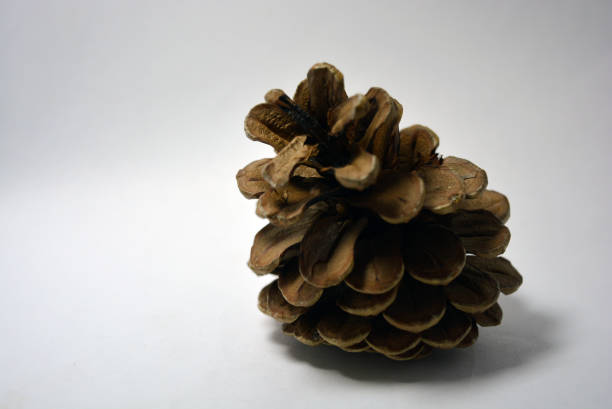 duży otwarty brązowy stożek sosnowy znajduje się na białym tle. - pine nut tree pine tree pine cone zdjęcia i obrazy z banku zdjęć