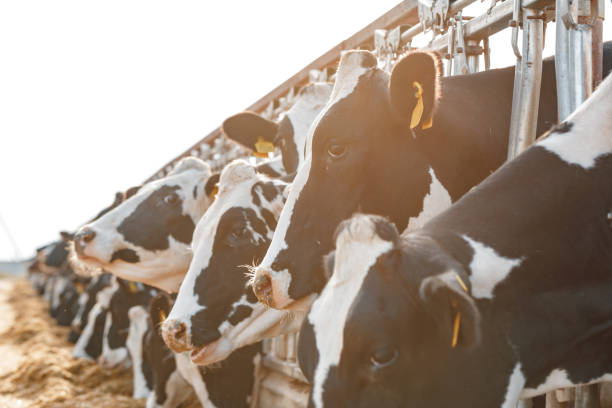 istock Black and white spotty cows on a farm 1303800786