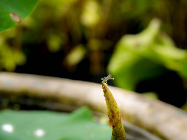 istock Green Dragonfly Perching on The Top of Lotus Leaf 1303801046
