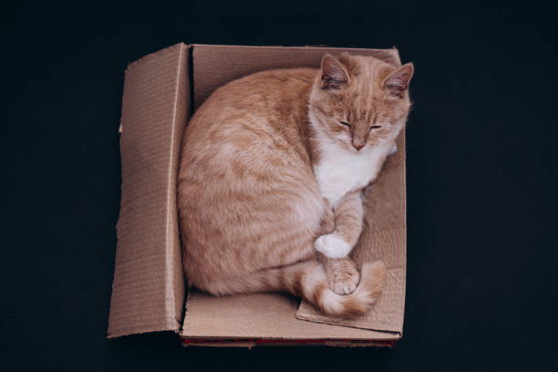 istock beautiful ginger cat sleeping in a cardboard box, top view 1303801835