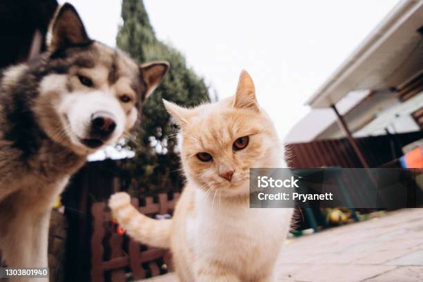 Beautiful Ginger Cat And Dog Alaskan Malamute Play Together Funny Animals  Blurry Photo No Focus Stock Photo - Download Image Now - iStock