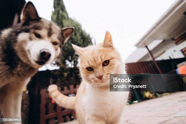 Beautiful Ginger Cat And Dog Alaskan Malamute Play Together Funny Animals Blurry Photo No Focus Stock Photo - Download Image Now - iStock Beautiful Ginger Cat And Dog Alaskan Malamute Play Together Funny Animals Blurry Photo No Focus Stock Photo - Download Image Now - iStock