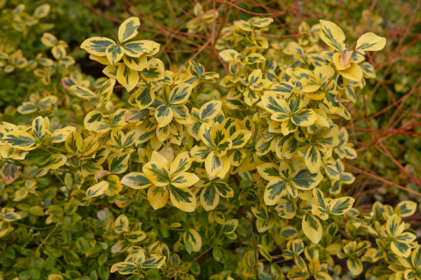 Winter Foliage of the Evergreen Fortune's Spindle Shrub (Euonymus fortunei 'Emerald 'n' Gold) Growing in a Garden in Rural Devon, England, UK Euonymus fortunei is an Evergreen Variegated Shrub or Hedge winged spindletree stock pictures, royalty-free photos & images
