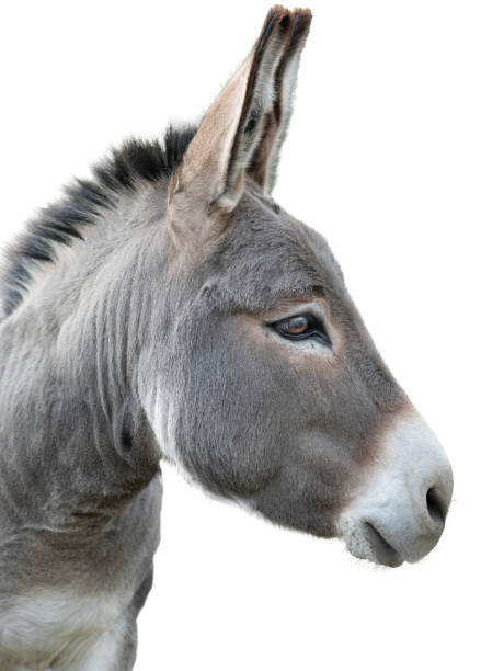 retrato de burro aislado en blanco - mulish fotografías e imágenes de stock