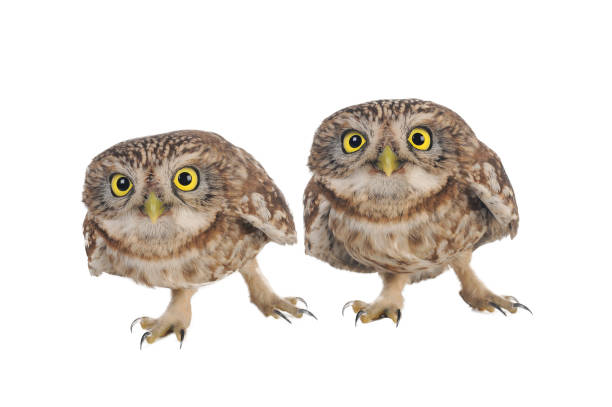 istock two Little Owl (Athene noctua) isolated on white 1303802194