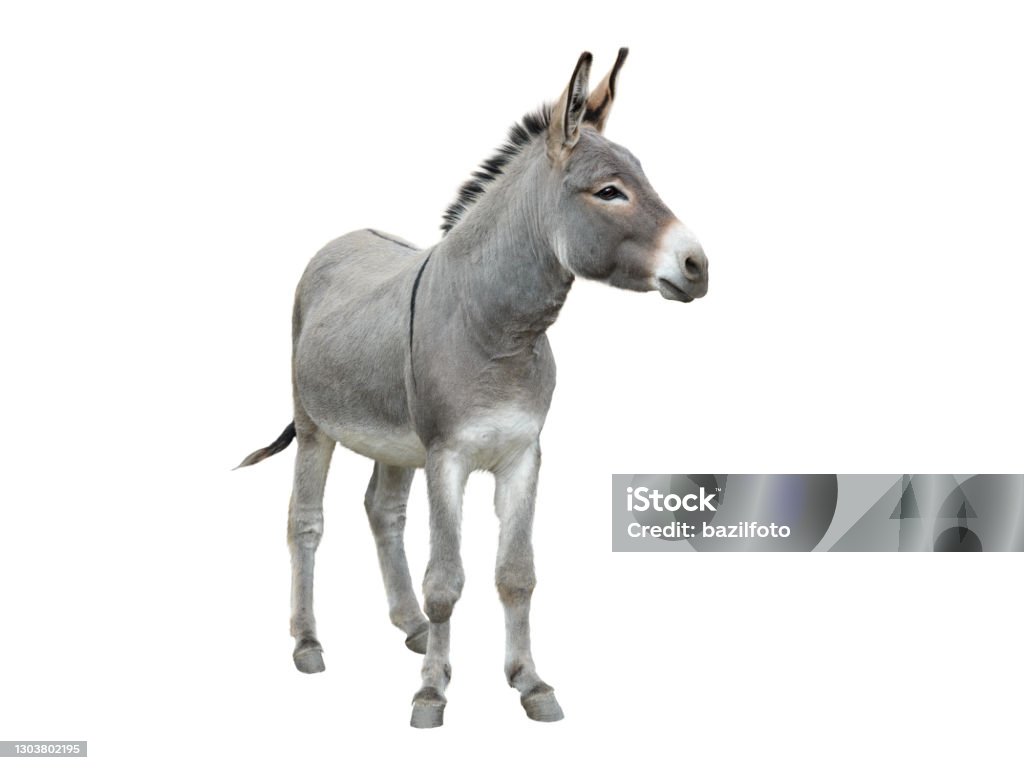 donkey isolated on white donkey isolated on white background Donkey Stock Photo