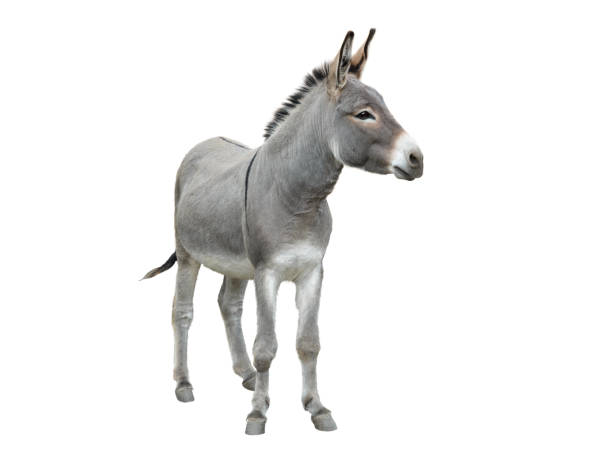 donkey isolated on white donkey isolated on white background herbivorous photos stock pictures, royalty-free photos & images