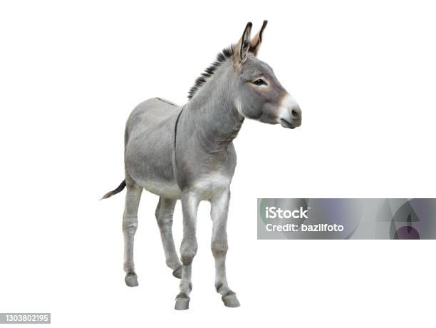 Donkey Isolated On White Stock Photo - Download Image Now - Donkey, Cut Out, White Background