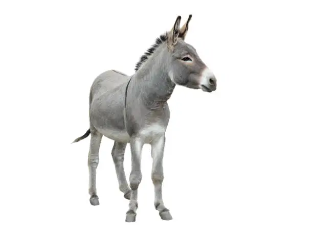 Photo of donkey isolated on white