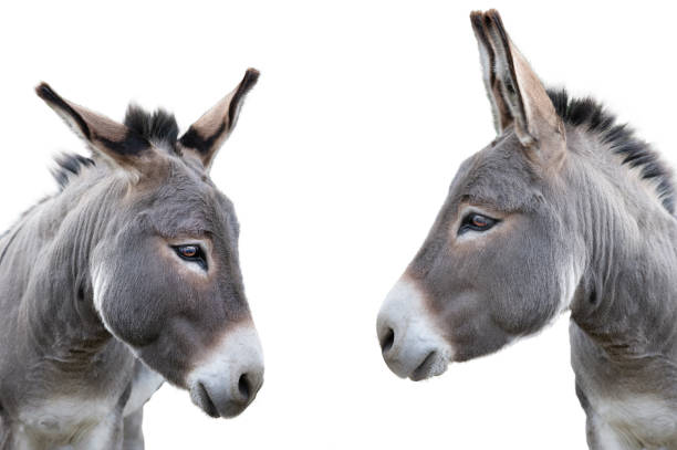 istock two donkey portrait isolated on white 1303802202
