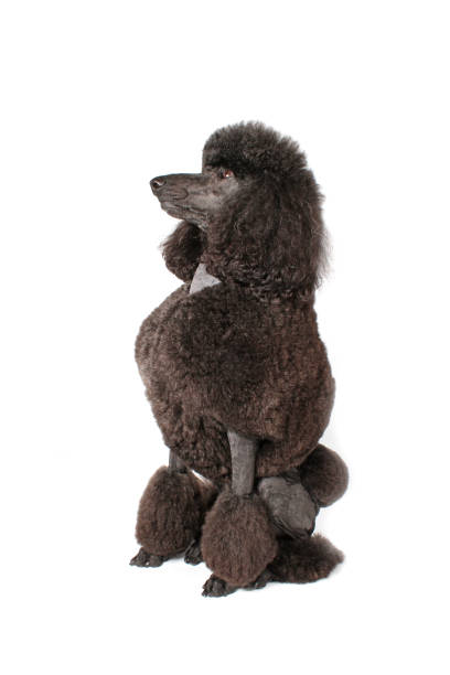 istock royal black poodle isolated on white background 1303802351