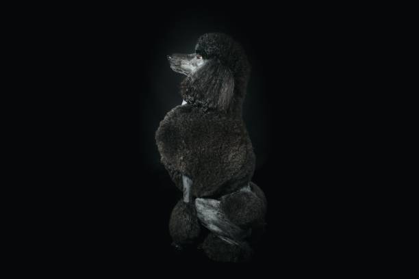 royal black poodle dog
