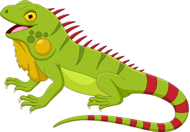 ilustraciones, imágenes clip art, dibujos animados e iconos de stock de iguana de dibujos animados aislada sobre fondo blanco - iguana