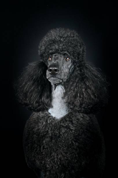 istock royal black poodle isolated on black background 1303802944