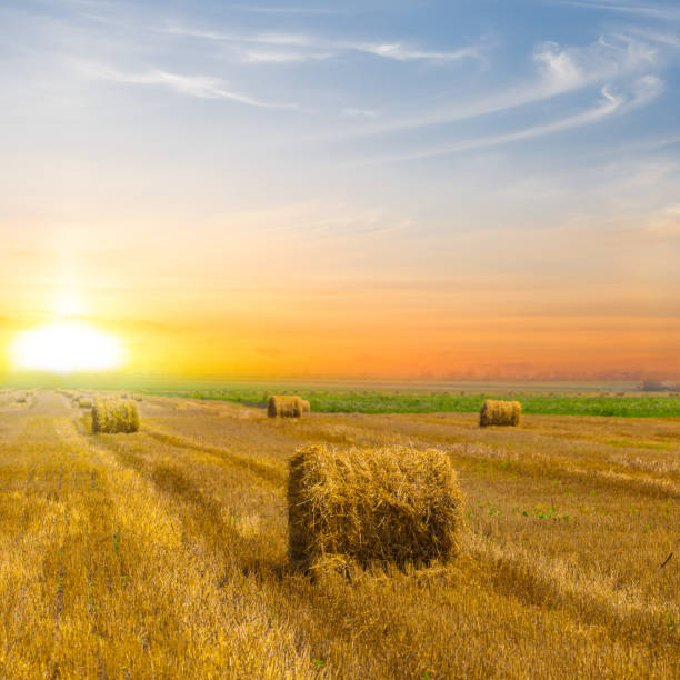 istock wheat field at the sunset 1303804988