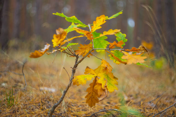 istock dry autumn oak branch in a forest 1303805516