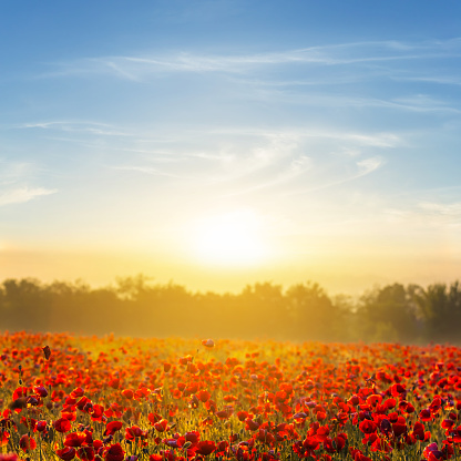 red poppy field at the early morning