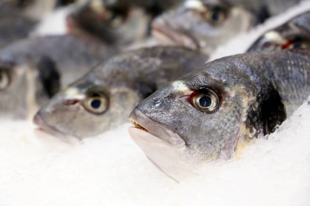 istock Fresh Dorado fish in the ice 1303806019