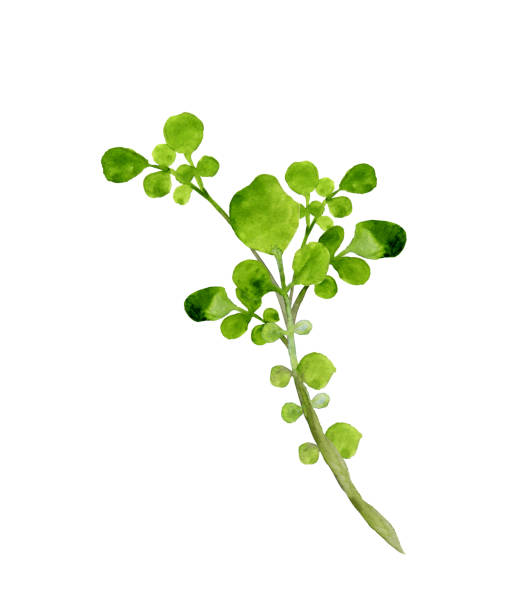 물냉이 - cress stock illustrations