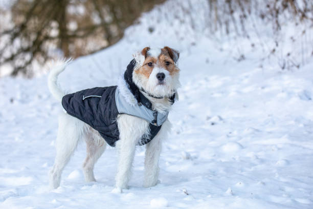istock dog parson russell terrier breed 1303808313