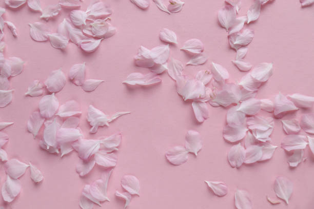 istock blooming branch of pink sakura on pink background 1303809113