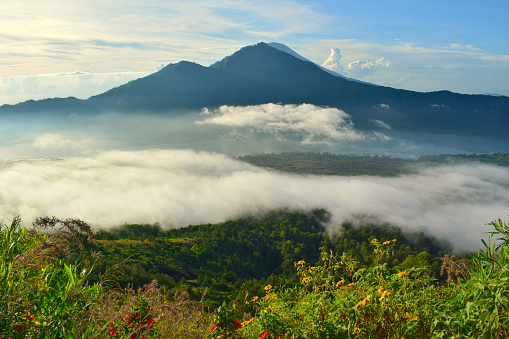 Scenic early morning view of Batur volcano, Bali island, Indonesia. Beautiful clouds over the valley at sunrise. Vibrant tropical flowers at the foreground