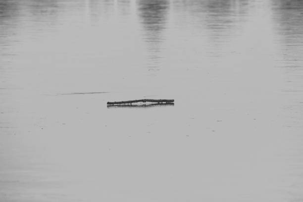 abstract composition of a single wooden stick on surface of a lake covered with ice