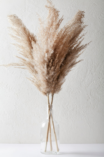 Pampas grass in vase on white background. natural background. minimal, stylish concept. new trendy home decor.