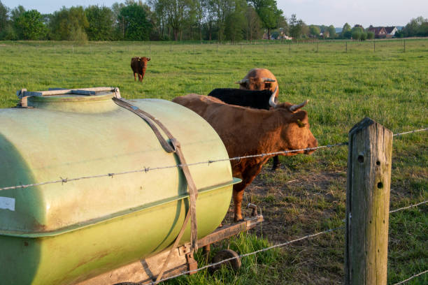 Water tank and water point in a pasture with brown cows.