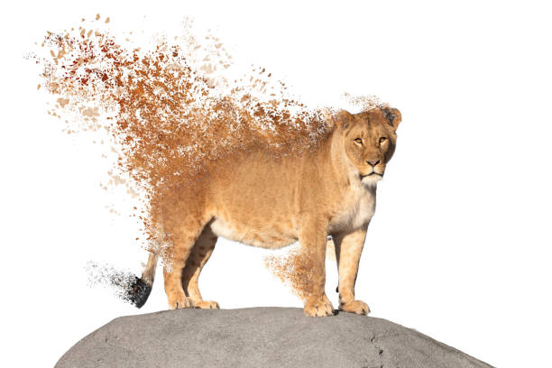 istock Dispersing lioness watching from a rock, isolated on white 1303812441