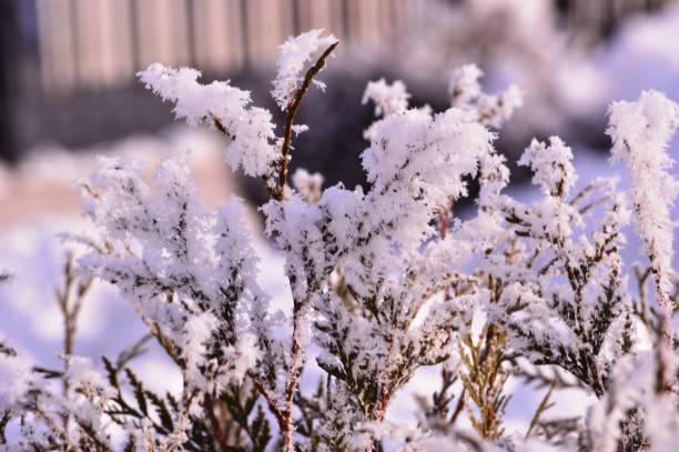 istock Shrub leaves in winter under the snow 1303812541