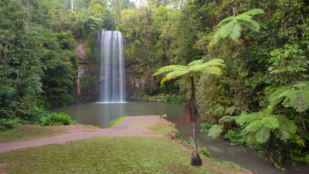 millaa millaa falls, queensland, australia - tropical rainforest waterfall rainforest australia zdjęcia i obrazy z banku zdjęć