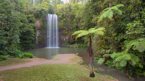 водопад миллаа миллаа, квинсленд, австралия - tropical rainforest waterfall rainforest australia стоковые фото и изображения