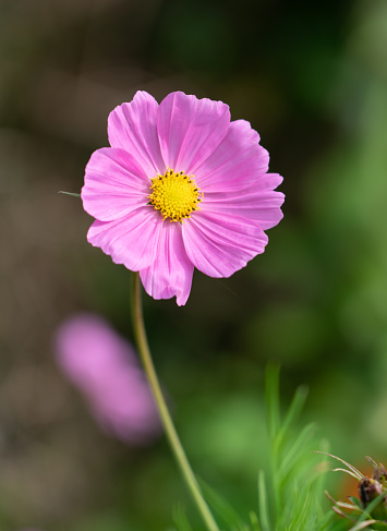 Late summer sun shines down on a beautiful pink Cosmos.