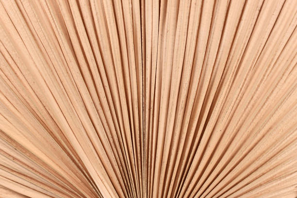 Texture background with close up of dried natural palm tree leaf folded like a hand fan