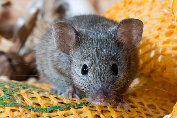 House Mouse House Mouse in a house Mus musculus mus musculus stock pictures, royalty-free photos & images