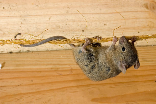House Mouse House Mouse in a house Mus musculus mus musculus stock pictures, royalty-free photos & images