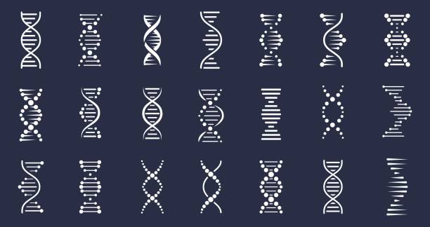 DNA icons. Genetic spiral structure, genome helix. Biotechnology molecular concept, human chromosome vector elements DNA icons. Genetic spiral structure, genome helix. Biotechnology molecular concept, human chromosome vector elements. Laboratory or clinic futuristic medicine, company isolated logo genetics icon stock illustrations
