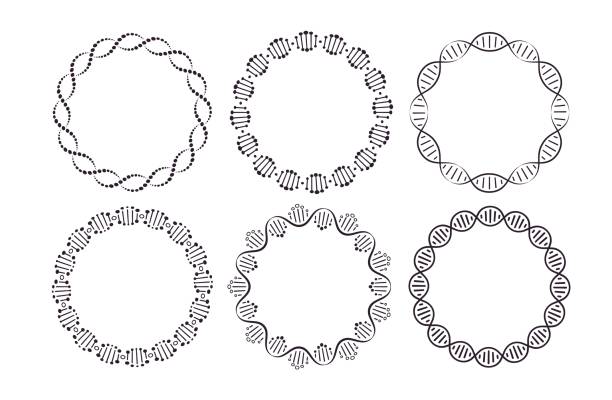 DNA round frames. Circle framing with genome helix structure isolated on white background vector set. Six pattern brushes in panel DNA round frames. Circle framing with genome helix structure isolated on white background vector set. Six pattern brushes in panel. Molecular round border for science, biology or medicine dna borders stock illustrations