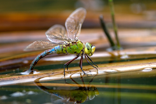 Emperor Dragonfly spawning Anax imperator