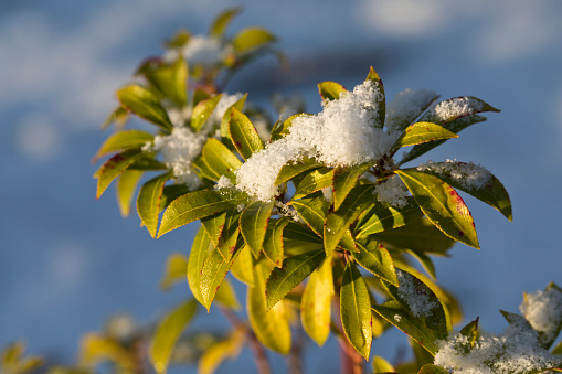 Close up of a pieris japonica plant covered in some snow , England, UK