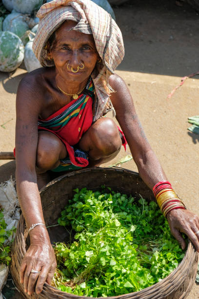 kalasin  thailand november  22 2014 an unknown woman in thailand is preparing for rice harvest and in the province called isaan, which is next to the city of kalasin, in the northeast of thailand
