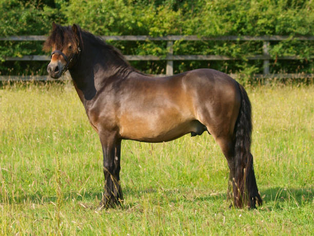 istock Rare Breed Exmoor Pony 1303821155