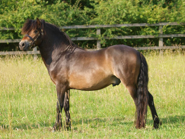 istock Rare Breed Exmoor Pony 1303821181