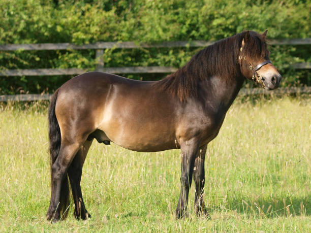 istock Rare Breed Exmoor Pony 1303821256
